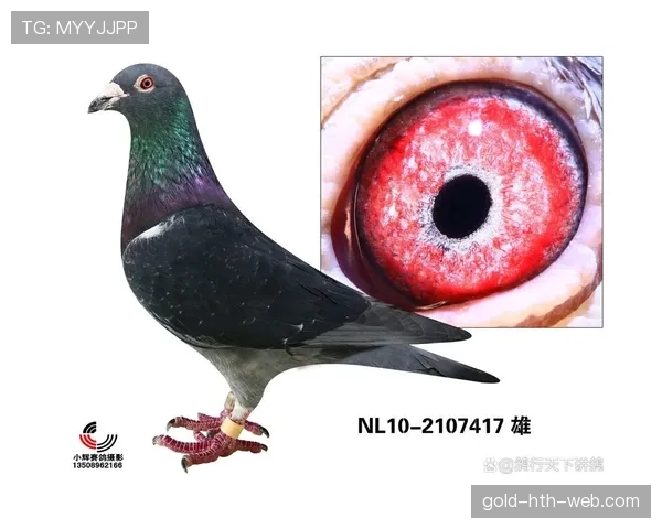 本泽马离开皇马是否明智：战术适配性与职业生涯阶段的双重考量